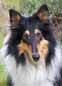 le chien Colley Banjo en photo